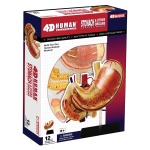 4D Human Anatomoy Stomach Other Organs by TEDCO
