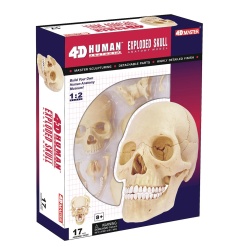 4D Human Anatomy Exploded Skul by TEDCO