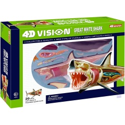 4D Vision Great White Shark Anatomy Model by TEDCO