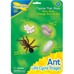 Ant Life Cycle by Insect Lore
