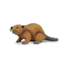 Beaver by Safari
