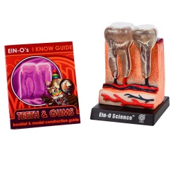 Bio Signs Teeth by TEDCO
