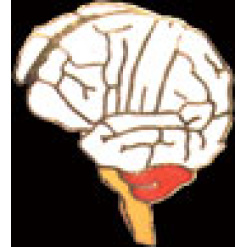 Brain Pin by WM Spear Designs