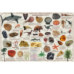 Collectible Fossils Laminated Poster by Feenixx
