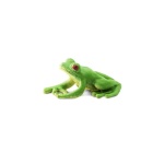 Good Luck Mini Frogs