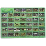 Horses Placemat by Painless Learning
