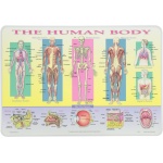 Human Body Placemat by Painless Learning