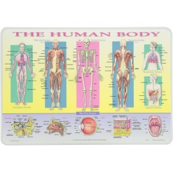 Human Body Placemat by Painless Learning