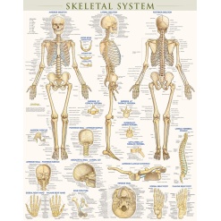Laminated Skeletal System Poster by BarCharts