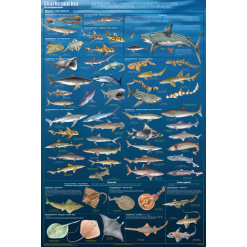 Sharks and Kin Laminated Poster by Feenixx