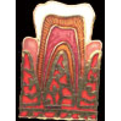 Tooth Pin by WM Spear Designs