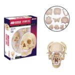 4D Human Anatomy Exploded Skull by TEDCO 1