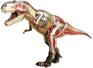 4D Vision T Rex Anatomy by TEDCO 1