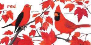Babys First Book of Birds Colors by Charlesbridge 1