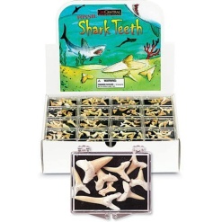 Box of Fossilized Sharks Teeth by GeoCentral
