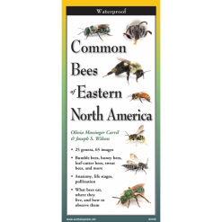 Common Bees of Eastern North America by Earth Sky Water