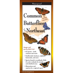 Common Butterflies of the Northeast by Earth Sky Water