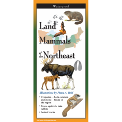 Land Mammals of the Northeast by Earth Sky Water