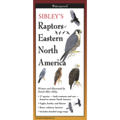 Raptors of Eastern North America by Earth Sky Water