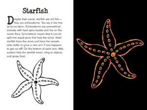 Scratch and Sketch Under the Sea by Peter Pauper Press 2