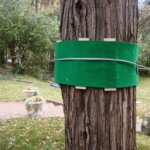Slackers Tree Huggerz by Slackers 2
