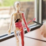Squishy Human Body by SmartLab 1