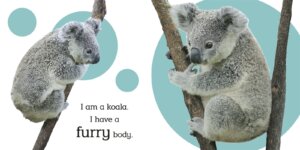 Touch and Feel Wild Animals by DK Publishing 1