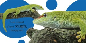 Touch and Feel Wild Animals by DK Publishing 2