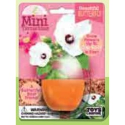Beautiful Butterfly Mini Terrarium by Dunecraft