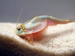 Countertop Triops by Toyops 2