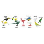 Exotic Birds TOOB by Safari 1