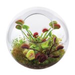 Flytrap Garden by Dunecraft 1