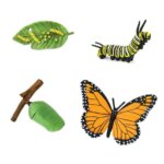 Life Cycle of a Monarch Butterfly by Safari 1