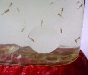 Ocean Zoo Sea Monkeys by Schylling 3