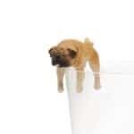 Pug Blind Box by Kitan Club 7