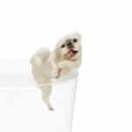 Pug Blind Box by Kitan Club 9