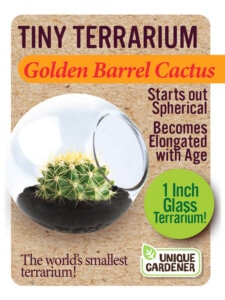 Tiny Terrarium Cactus by Dunecraft 5