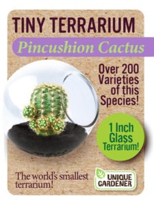 Tiny Terrarium Cactus by Dunecraft 6