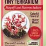 Tiny Terrarium Sedum by Dunecraft 1