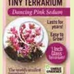 Tiny Terrarium Sedum by Dunecraft 2
