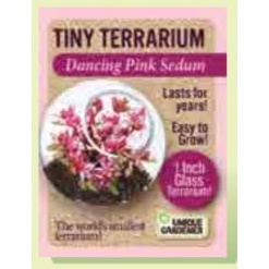 Tiny Terrarium Sedum by Dunecraft