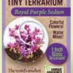 Tiny Terrarium Sedum by Dunecraft 3