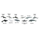 Whales Dolphins TOOB by Safari 1