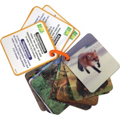 3D Animals Flash Cards by Smart Play