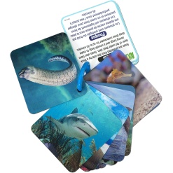 3D Marine Animal Flash Cards by Smart Play