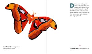 Actual Size by Houghton Mifflin 1