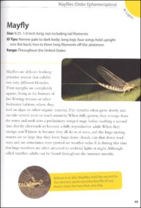 Backyard Bugs An Identification Guide to Common Insects Spiders and More by Adventure Publications 7