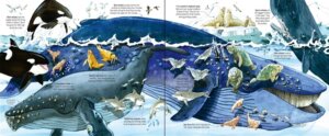 Big Book of Sea Creatures by Usborne 2