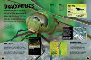 Bugs in the Backyard by Firefly Books 3