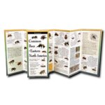 Common Bees of Eastern North America by Earth Sky Water 1